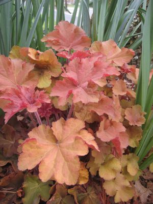CORAL BELLS (HEUCHERA) 'CARAMEL' - In Store Pickup
