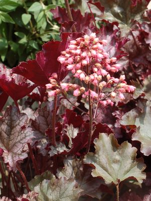 CORAL BELLS (HEUCHERA) `PLUM PUDDING` - In Store PIckup