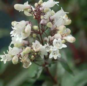 BEARDTONGUE (PENSTEMON DIGITALIS) `HUSKER RED` - In Store Pickup