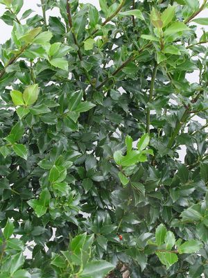 HOLLY (ILEX X MESERVEAE) `BLUE MAID` - In Store Pickup