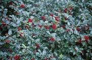 HOLLY (ILEX X MESERVEAE) `BLUE MAID` - In Store Pickup