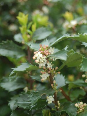 HOLLY (ILEX X MESERVEAE) `BLUE PRINCE` - In Store Pickup