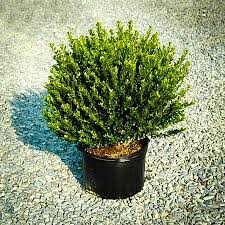JAPANESE HOLLY (ILEX CRENATA) `COMPACTA` - In Store Pickup