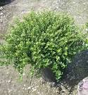 DWARF JAPANESE HOLLY (ILEX CRENATA) `HELLERI` - In Store Pickup