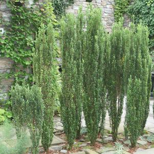 JAPANESE HOLLY (ILEX CRENATA) `SKY PENCIL` - In Store Pickup
