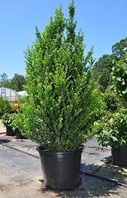 JAPANESE HOLLY (ILEX CRENATA)  `STEEDS UPRIGHT` - In Store Pickup