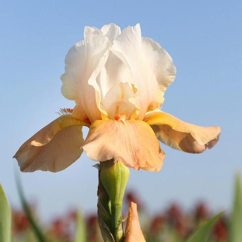 IRIS GERMANICA `INVITATION` (ORANGE/CREAM)  REBLOOMING BEARDED IRIS - In Store Pickup