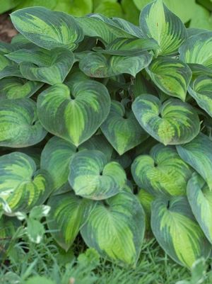 HOSTA TARDIANA `JUNE` - In Store Pickup