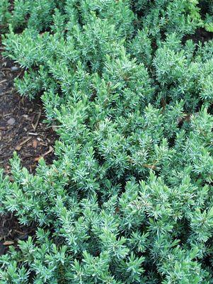 JUNIPER (JUNIPERUS CONFERTA) `BLUE PACIFIC` - In Store Pickup