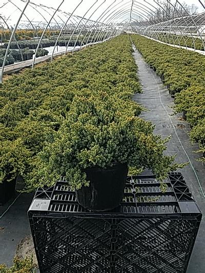 DWARF JAPANESE GARDEN JUNIPER (JUNIPERUS PROCUMBENS) `NANA` - In Store Pickup