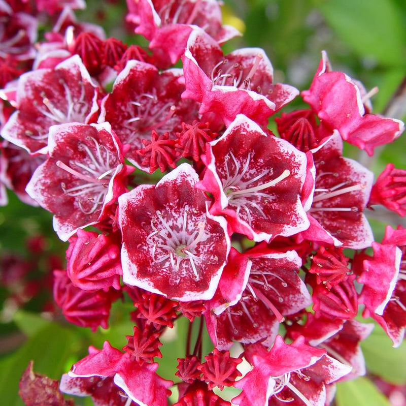 MOUNTAIN LAUREL (KALMIA LATIFOLIA) `KEEPSAKE` - In Store Pickup