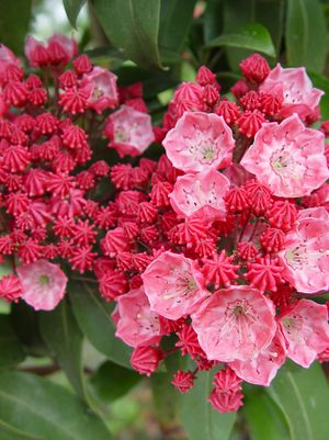 MOUNTAIN LAUREL (KALMIA LATIFOLIA) `SARAH` - In Store Pickup