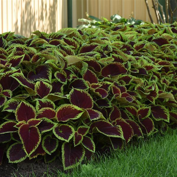 COLEUS - 4.5" - Various - In Store Pickup
