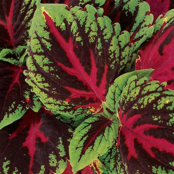 COLEUS - 4.5" - Various - In Store Pickup