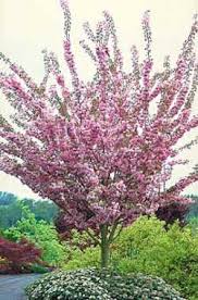 WEEPING CHERRY (PRUNUS SERRULATA) `KWANZAN` - In Store Pickup