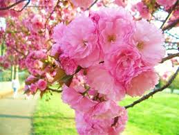 WEEPING CHERRY (PRUNUS SERRULATA) `KWANZAN` - In Store Pickup