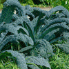Kale - 6 Pack - In Store Pickup