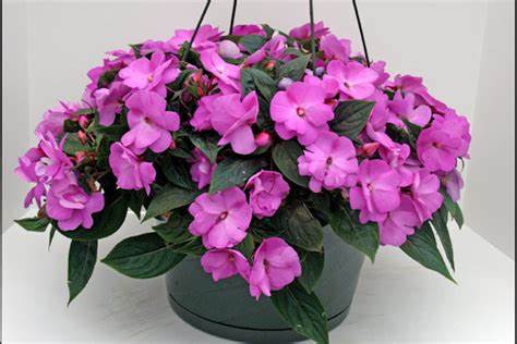 10" New Guinea Impatiens Hanging Basket - Various Colors - In Store Pickup