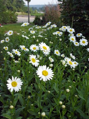SHASTA DAISY (LEUCANTHEMUM X SUPERBUM) `BECKY` - In Store Pickup
