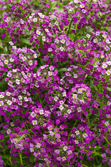 LOBULARIA - SWEET ALYSSUM - 4" - In Store Pickup