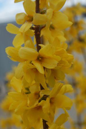 FORSYTHIA X INTERMEDIA 'LYNWOOD GOLD' - In Store Pickup