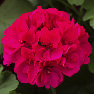 10" Geranium Hanging Basket - Various Colors - In Store Pickup
