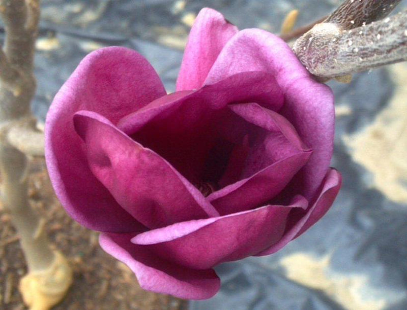 MAGNOLIA 'GENIE' - In Store Pickup