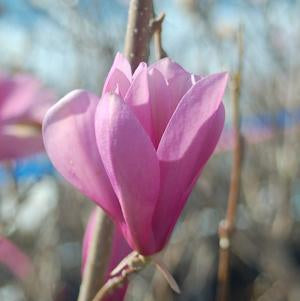 MAGNOLIA LILIIFLORA `JANE` - In Store Pickup