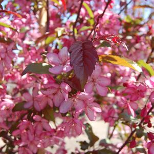 CRABAPPLE (MALUS X) `ROYAL RAINDROPS` - In Store Pickup