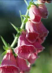 DIGITALIS MERTONENSIS STRAWBERRY FOXGLOVE - In Store Pickup
