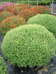 Mum Patio Pot - In Store Pickup