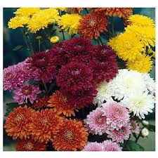 9" Mum (chrysanthemum) - In Store Pickup