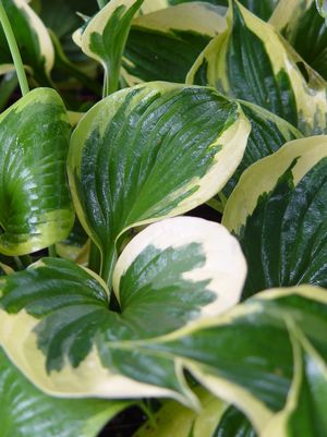 HOSTA `PATRIOT` - In Store Pickup