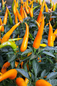 Ornamental Pepper - In Store Pickup