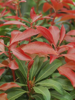 ANDROMEDA (PIERIS JAPONICA) `MOUNTAIN FIRE` - In Store Pickup