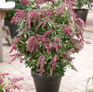 ANDROMEDA (PIERIS JAPONICA) `PASSION` - On Store Pickup