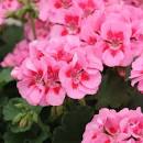 10" Geranium Hanging Basket - Various Colors - In Store Pickup
