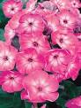 PHLOX `VOLCANO® PINK W/ WHITE EYE` - GARDEN PHLOX - In Store Pickup
