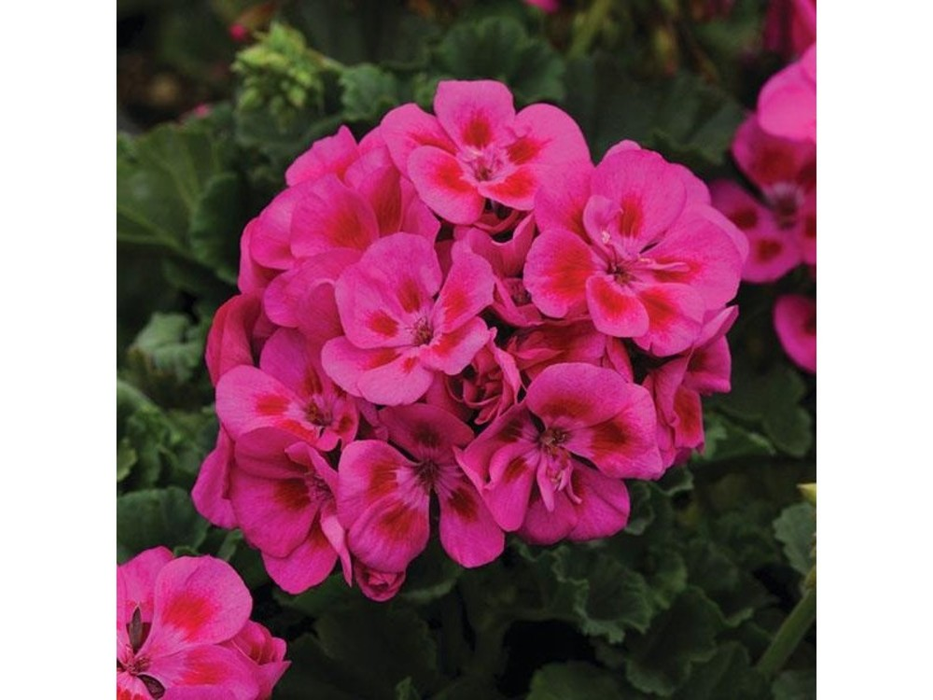 10" Geranium Hanging Basket - Various Colors - In Store Pickup