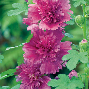 HOLLYHOCK (Alcea rosea annua) Spring Celebrities Purple - In Store Pickup