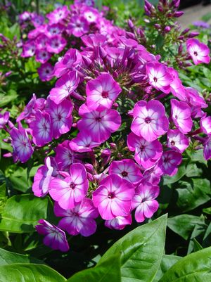 PHLOX `VOLCANO PURPLE W/ WHITE EYE` - GARDEN PHLOX - In Store Pickup