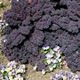 Kale - 6 Pack - In Store Pickup
