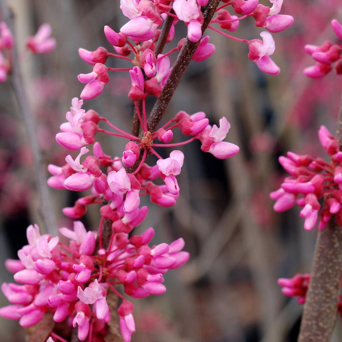 EASTERN REDBUD (CERCIS CANADENSIS) SINGLE STEM - In Store Pickup