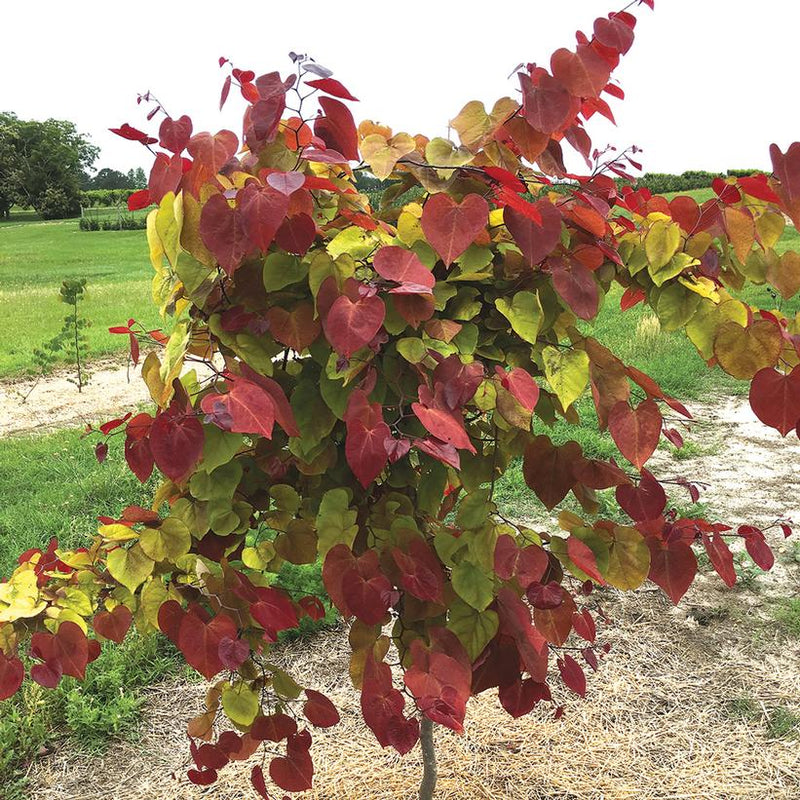 EASTERN REDBUD (CERCIS CANADENSIS) `FLAME THROWER` - In Store Pickup
