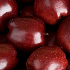 APPLE (MALUS) `RED DELICIOUS` - In Store Pickup