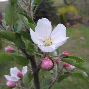 APPLE (MALUS) `RED DELICIOUS` - In Store Pickup