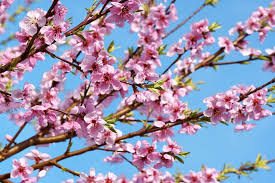 PEACH (PRUNUS) 'REDHAVEN' - In Store Pickup