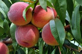 PEACH (PRUNUS) 'REDHAVEN' - In Store Pickup