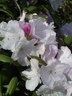 RHODODENDRON C. `CUNNINGHAM`S WHITE` - In Store Pickup