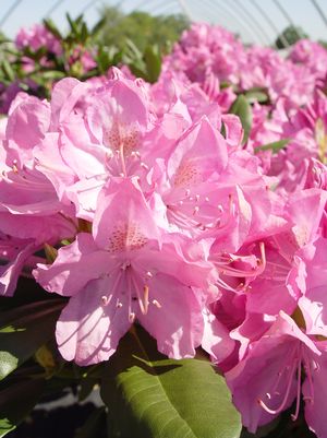 RHODODENDRON CAT. `ENGLISH ROSEUM` - In Store Pickup